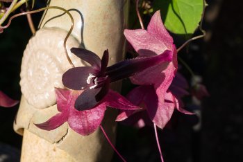 Gartenpflanzen-5.jpg