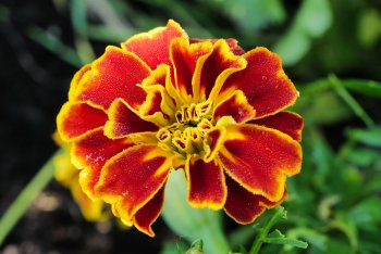 Gartenpflanzen-6.jpg