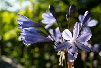 Gartenpflanzen-12.jpg