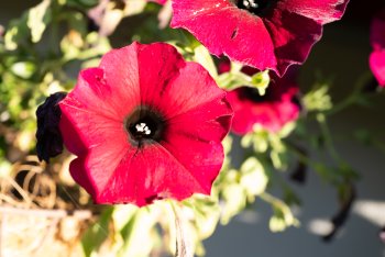 Gartenpflanzen-15.jpg