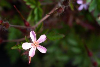 Gartenpflanzen-18.jpg