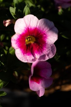 Gartenpflanzen-19.jpg