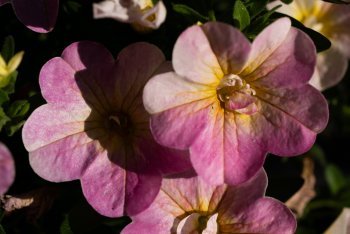 Gartenpflanzen-24.jpg