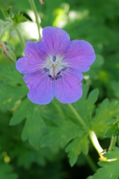 bunter-garten-plauder-bilder-thread-689755-1.jpg