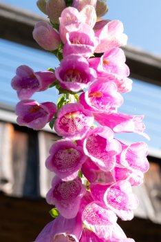 Roter Fingerhut (Digitalis purpurea)_morgens.jpg