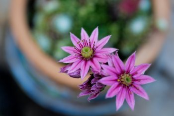 bunter-garten-plauder-bilder-thread-689755-3.jpg