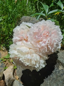 bunter-garten-plauder-bilder-thread-689810-1.jpg