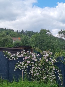 bunter-garten-plauder-bilder-thread-689810-2.jpg