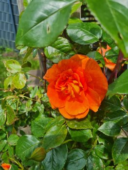 bunter-garten-plauder-bilder-thread-689810-4.jpg