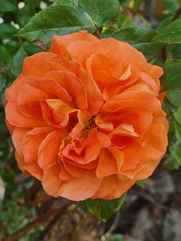 bunter-garten-plauder-bilder-thread-689810-5.jpg