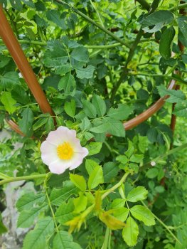 bunter-garten-plauder-bilder-thread-689810-6.jpg
