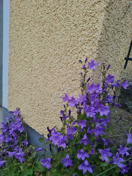 bunter-garten-plauder-bilder-thread-689810-7.jpg