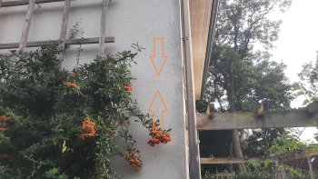 orange-rote-fruchtige-pflanze-an-wand-im-garten.jpg
