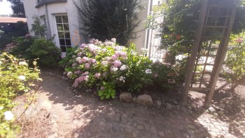 hortensien-im-garten-vor-dem-haeuser-eingang.jpg