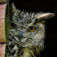 Bubo bubo