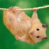 Bauhamster1