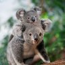 KoalasAreCute